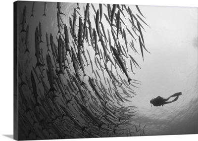 Diver and schooling blackfin barracuda, Papua New Guinea