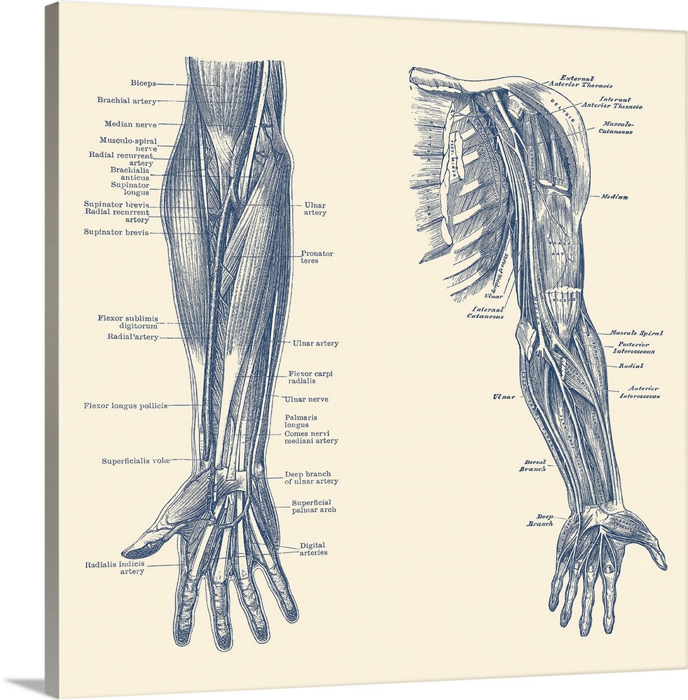 Dual-view diagram of the human arm and hand, showing ligaments, muscles and veins.