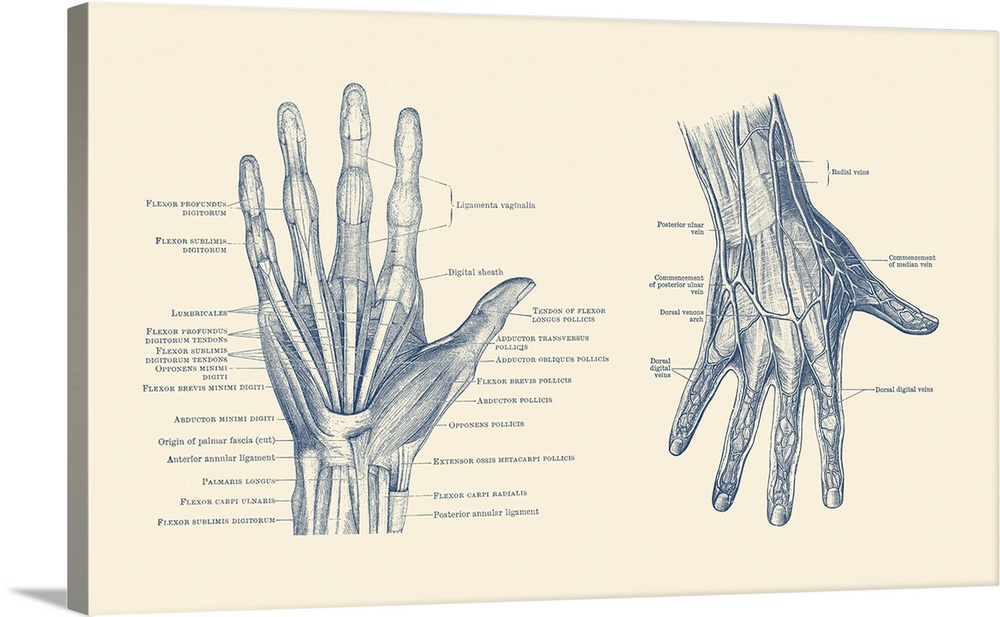 Dual-view diagram of the human hand, showcasing ligaments, muscles and veins.