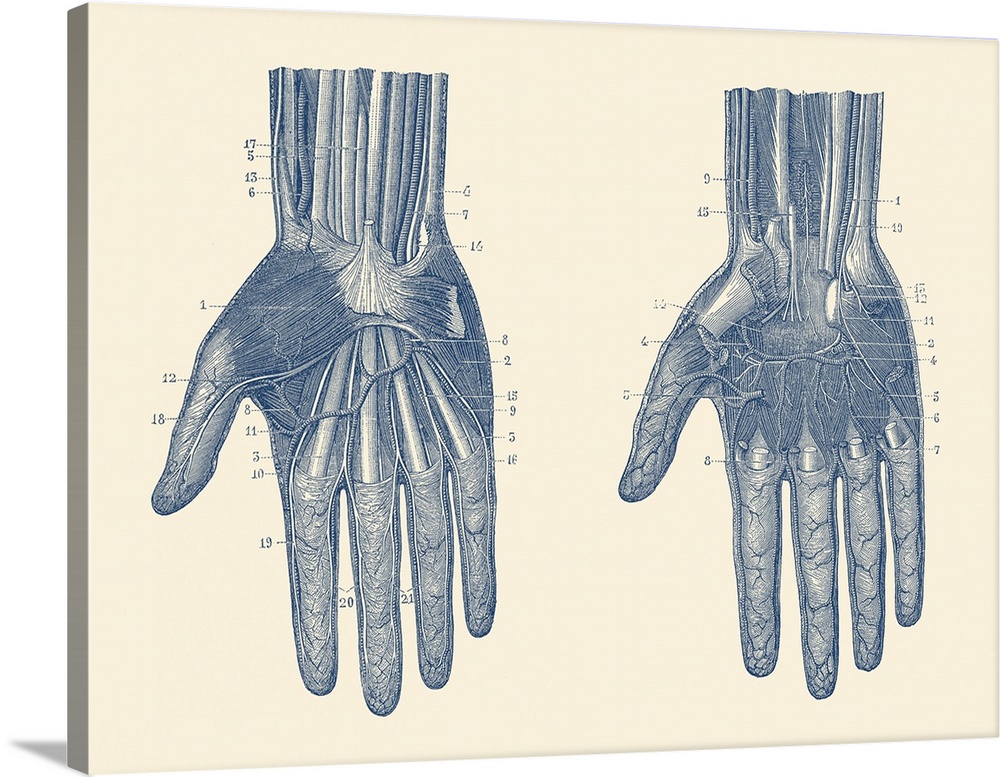 Dual view of the human hand, showcasing the muscles, bones and veins throughout.