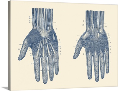 Dual View Of The Human Hand, Showcasing The Muscles, Bones And Veins Throughout