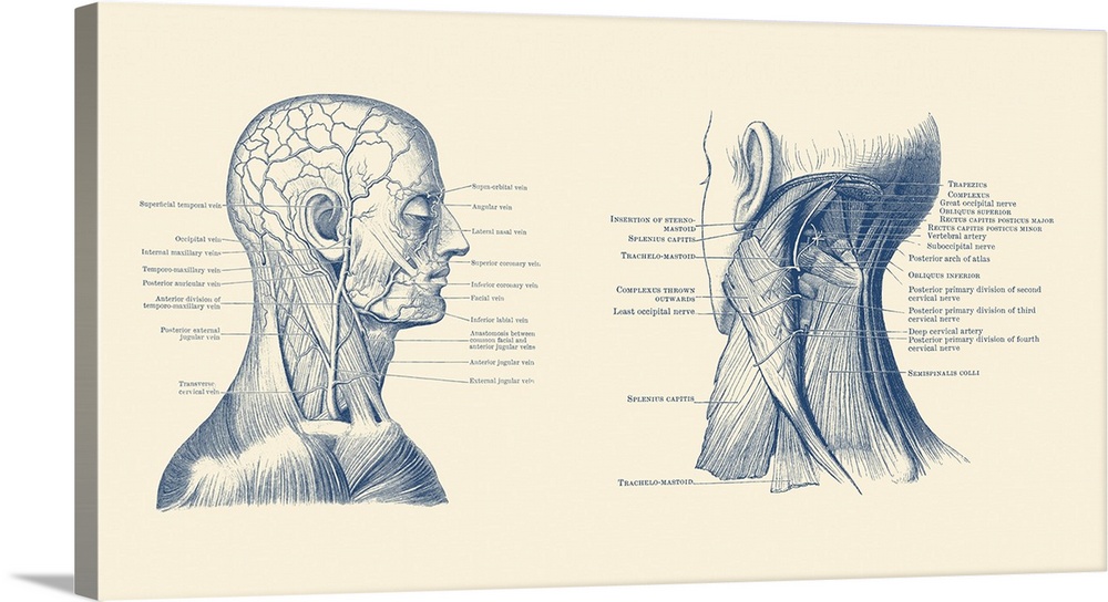 Dual view of the human head and neck, showcasing muscles and veins throughout.