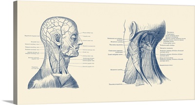 Dual View Of The Human Head And Neck, Showcasing Muscles And Veins Throughout