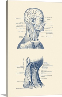 Dual View Of The Human Head And Neck, Showcasing Muscles And Veins Throughout