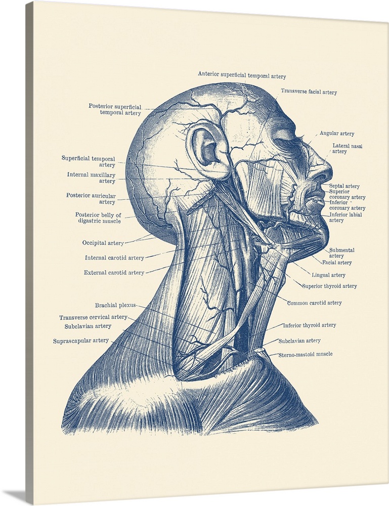 Dual view of the human head and neck, showcasing muscles and veins throughout.