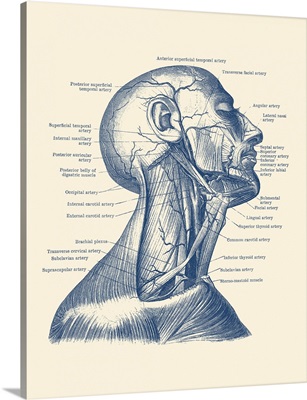 Dual View Of The Human Head And Neck, Showcasing Muscles And Veins Throughout