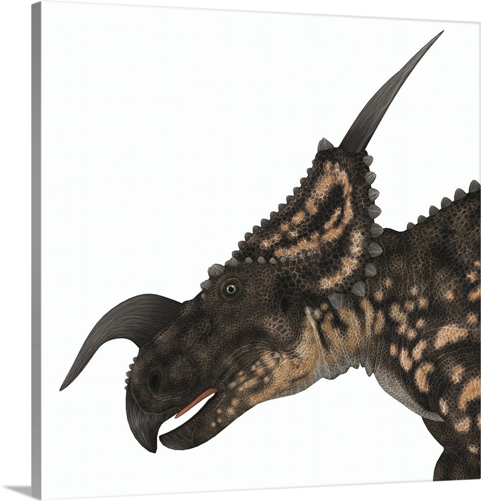 Einiosaurus was a herbivorous ceratopsian dinosaur that lived in the Cretaceous Age of Montana, North America.