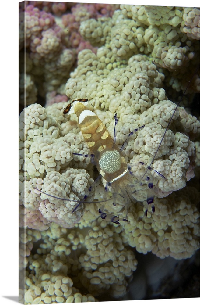 Emperor shrimp on soft coral, Bali, Indonesia.