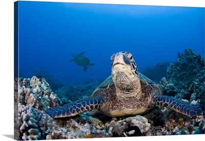 Endangered green sea turtles swimming in the blue waters of Hawaii.
