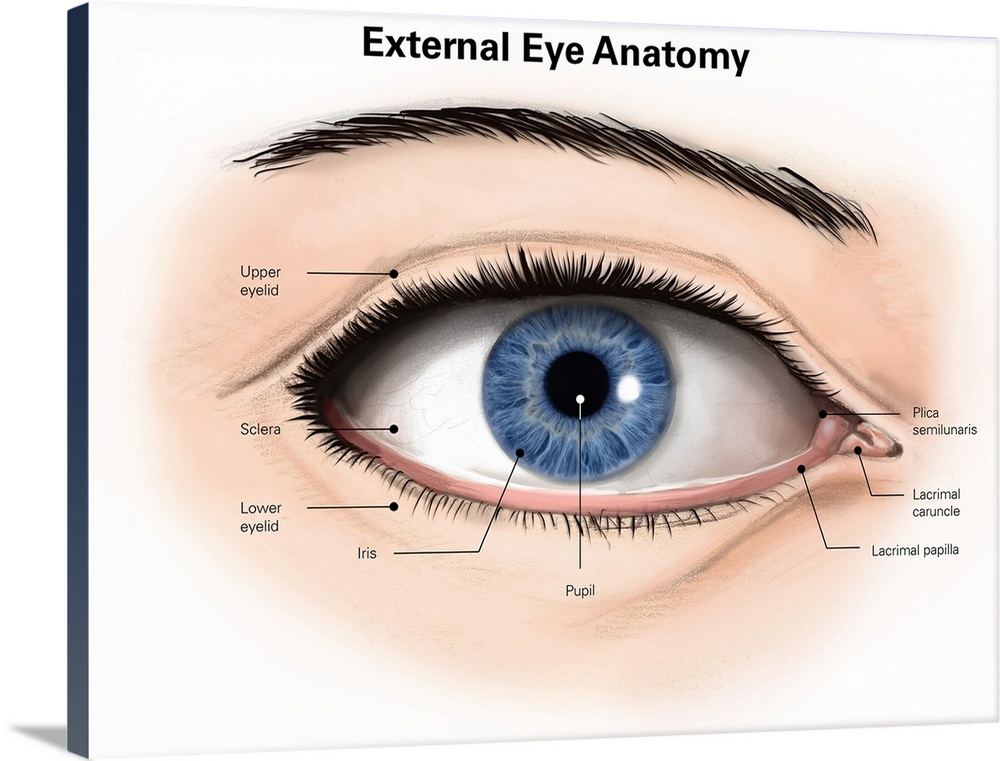 External anatomy of the human eye (with labels).