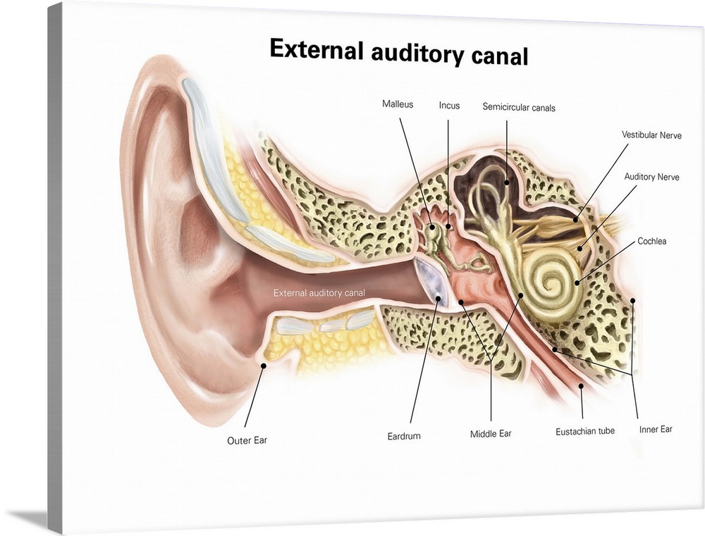 External auditory canal of human ear (with labels).