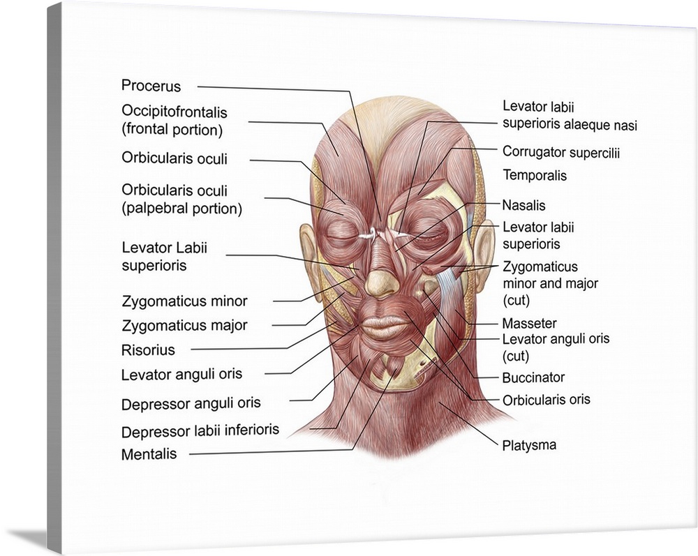 Facial muscles of the human face (with labels).