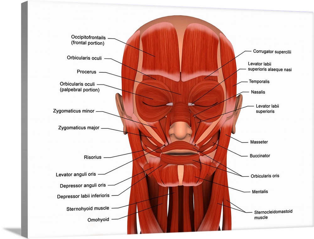 Facial muscles of the human head (with labels).