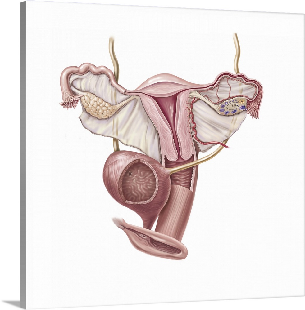 Female reproductive organs, bladder and external anatomy.