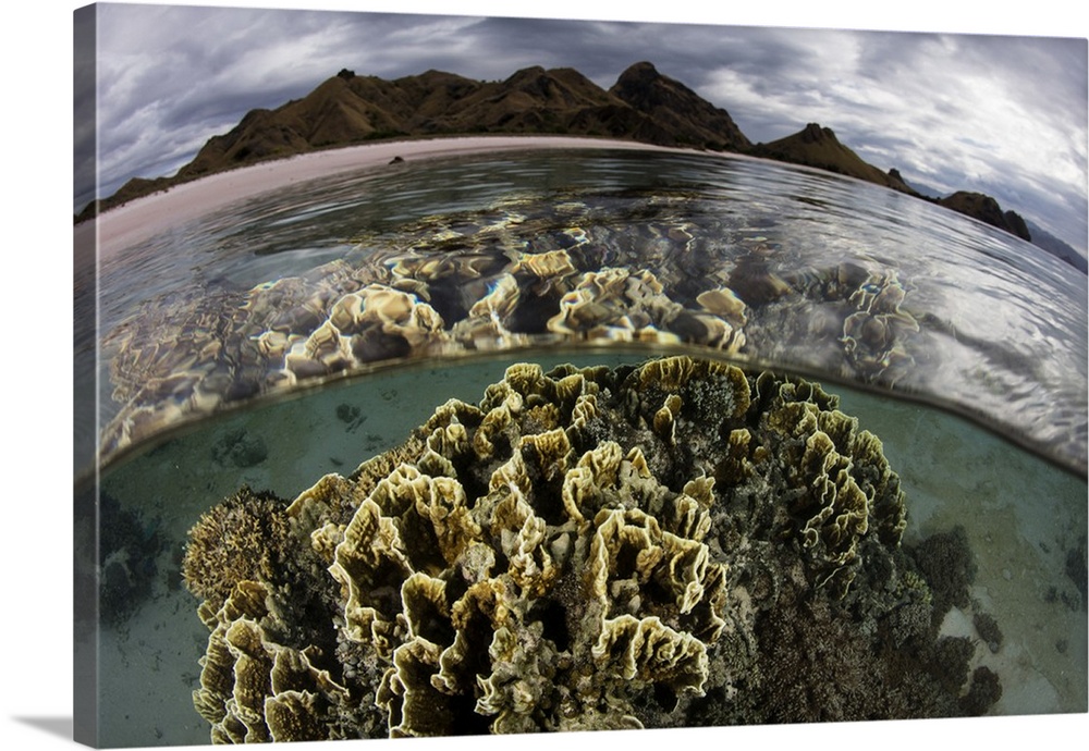 Fire coral grows in the shallows of Komodo National Park, Indonesia.