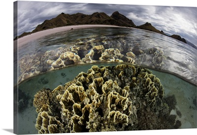 Fire coral grows in the shallows of Komodo National Park, Indonesia
