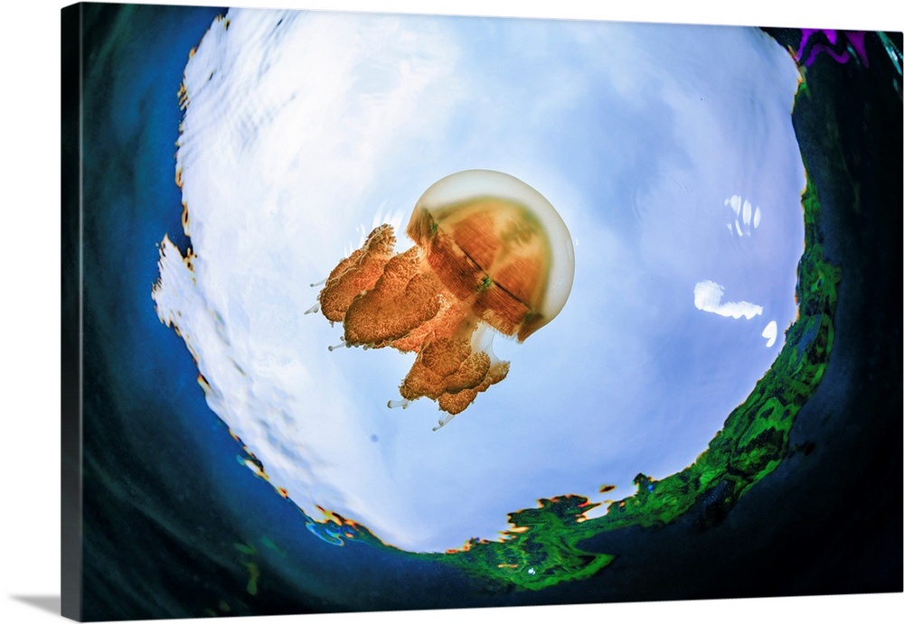 Fish-eye lens view of a jellyfish, blue sky and the surrounding lush forest.