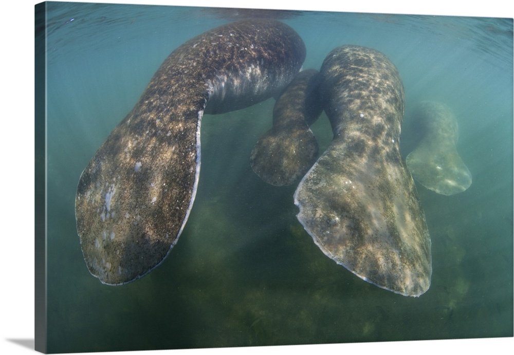 Florida manatees rise to the surface of Crystal River, Florida.