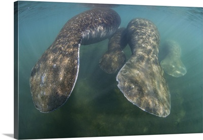 Florida Manatees Rise To The Surface Of Crystal River, Florida
