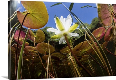 Flowering lily pads grow along the shallow edge of a freshwater lake in New England.