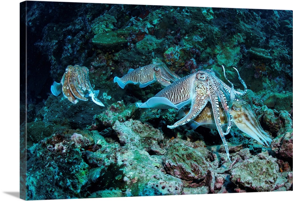 Four cuttlefish (two mating) on coral reef, Richlieu Rock, Similan Islands, Thailand.