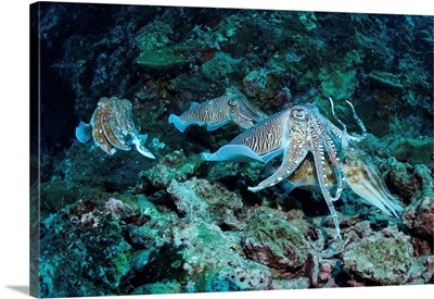 Four Cuttlefish (Two Mating) On Coral Reef, Richlieu Rock, Similan Islands, Thailand