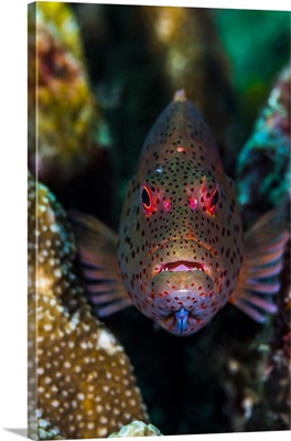 Freckled grouper Raja Ampat, Indonesia