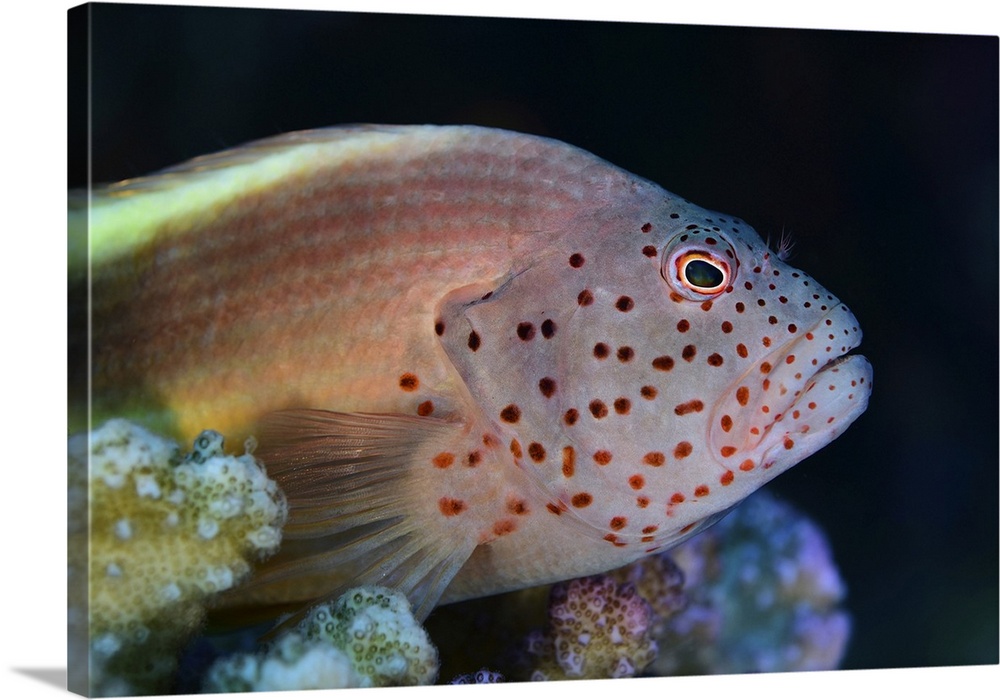 Freckled hawkfish, Red Sea, Egypt.