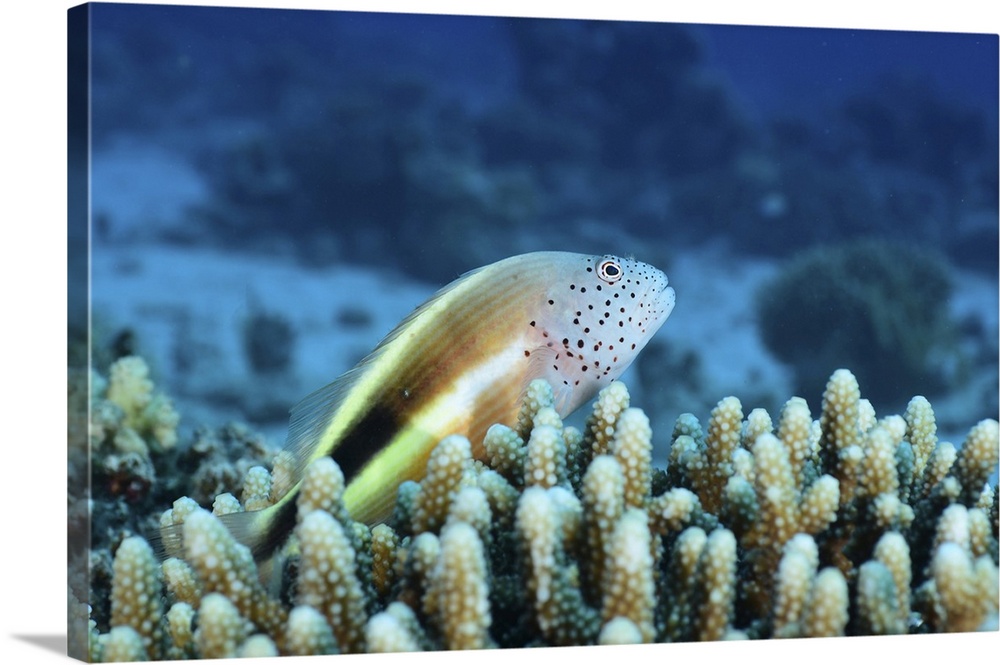 Freckled hawkfish, Red Sea, Egypt.