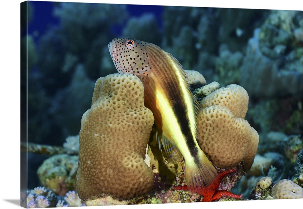 Freckled hawkfish, Red Sea, Egypt.