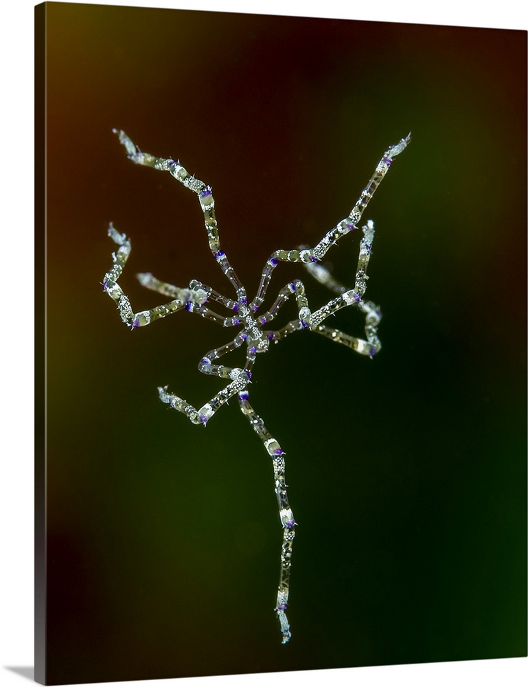 Free swimming sea spider, Milne Bay, Papua New Guinea.