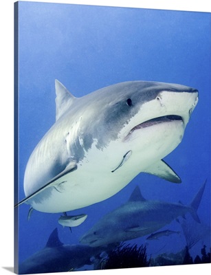 Front View Of A Tiger Shark, Tiger Beach, Bahamas