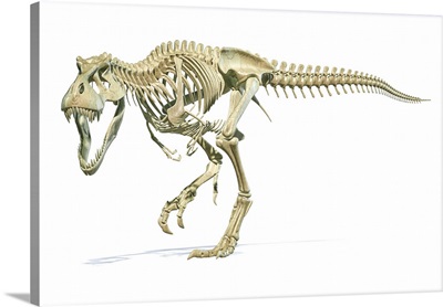 Full Skeleton 3D Rendering Of Tyrannosaurus Rex Dinosaur