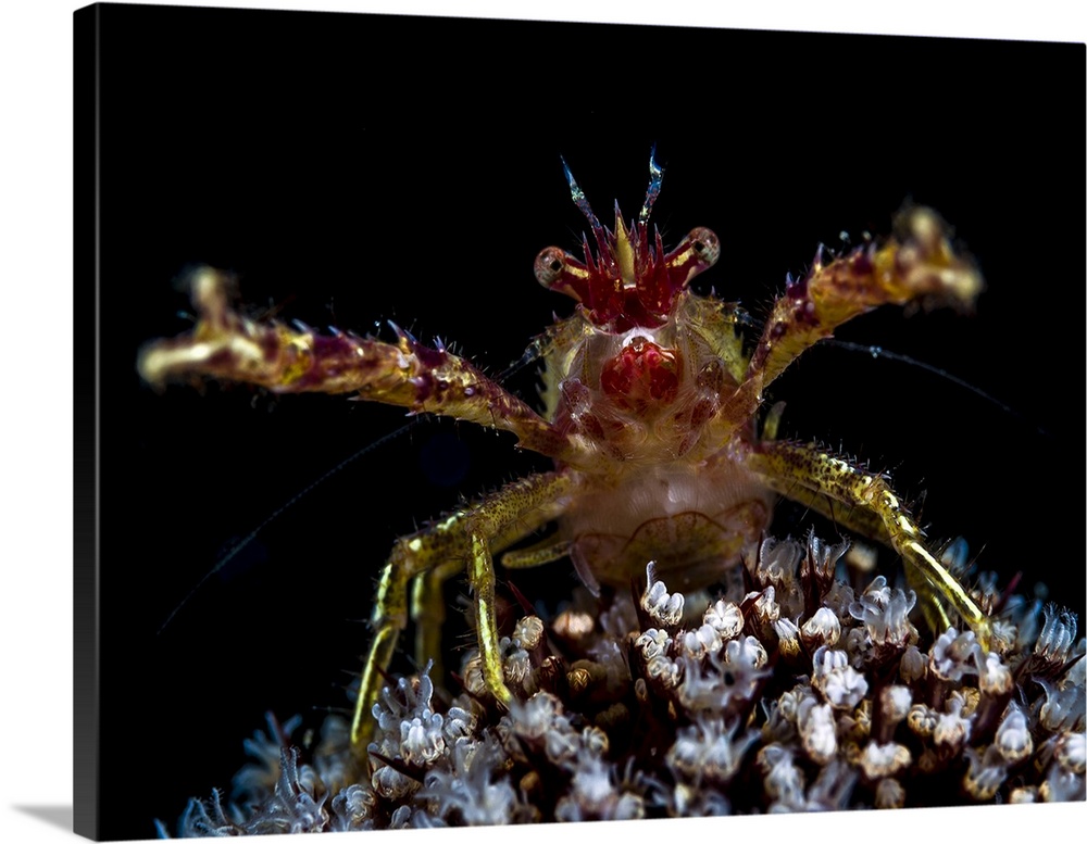 Galathea squat lobster with eggs, Anilao, Philippines.