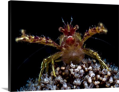 Galathea squat lobster with eggs, Anilao, Philippines