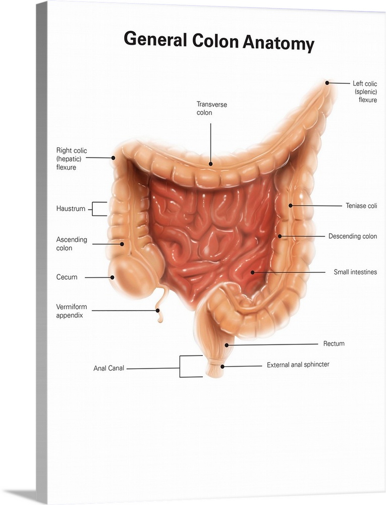 General colon anatomy, with labels Solid-Faced Canvas Print