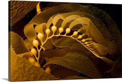 Giant kelp frond showing pneumatocysts, Catalina Island, Channel Islands