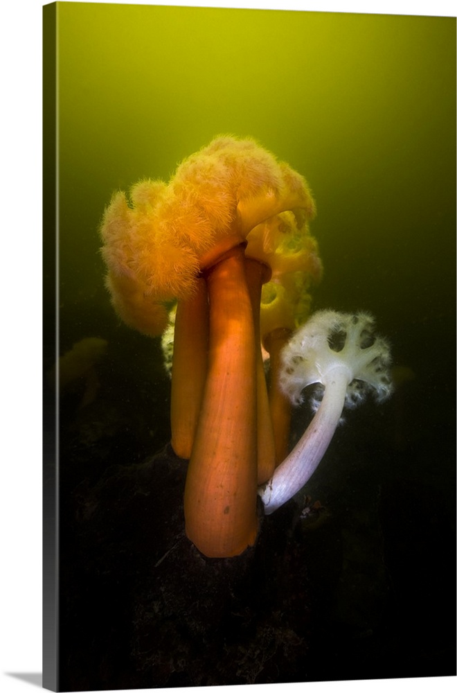 Giant plumose anemone in the Hood Canal, Puget Sound, Washington.