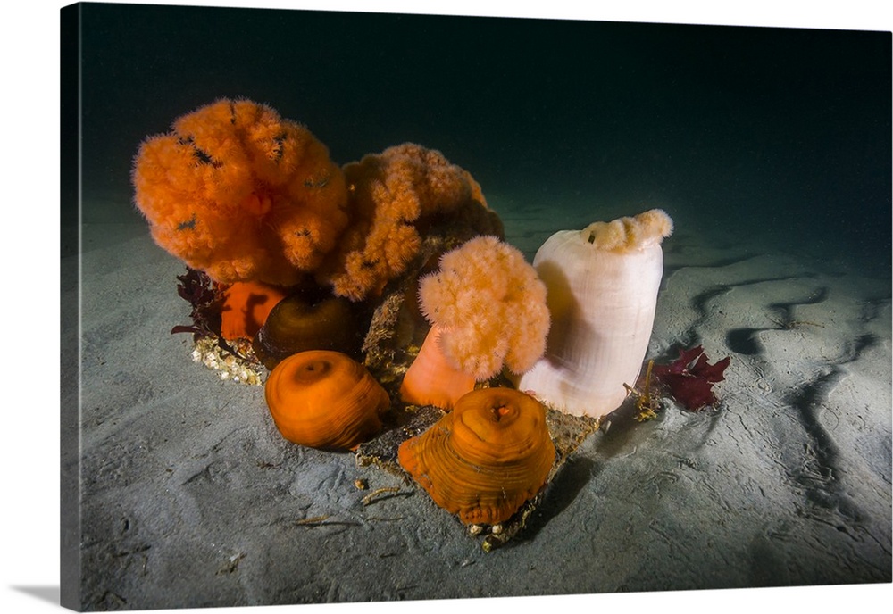 Giant plumose anemones on the seafloor, Puget Sound, Washington.