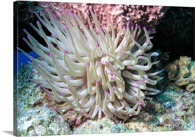 Giant sea anemone on reef in Cozumel, Mexico
