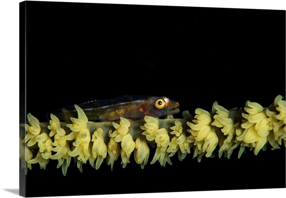 Goby on a whip coral, Anilao, Philippines.