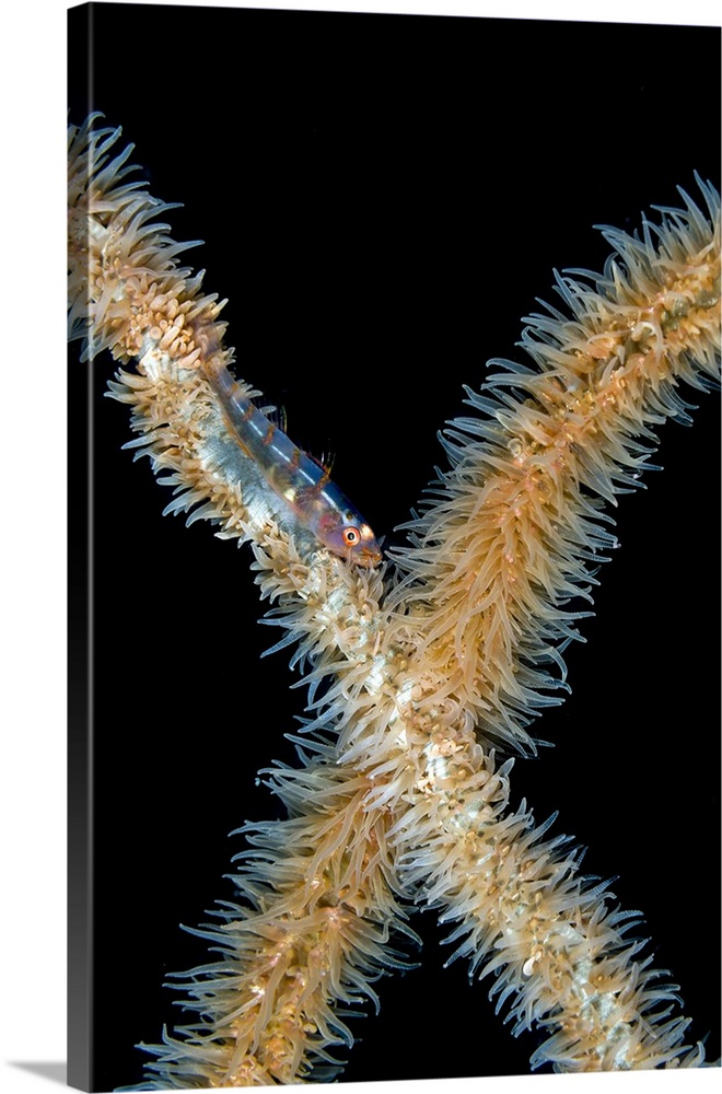 Goby on whip coral, Bohol Sea, Philippines.
