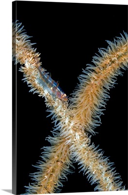 Goby on whip coral, Bohol Sea, Philippines