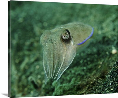 Golden cuttlefish, Lembeh Strait, Indonesia