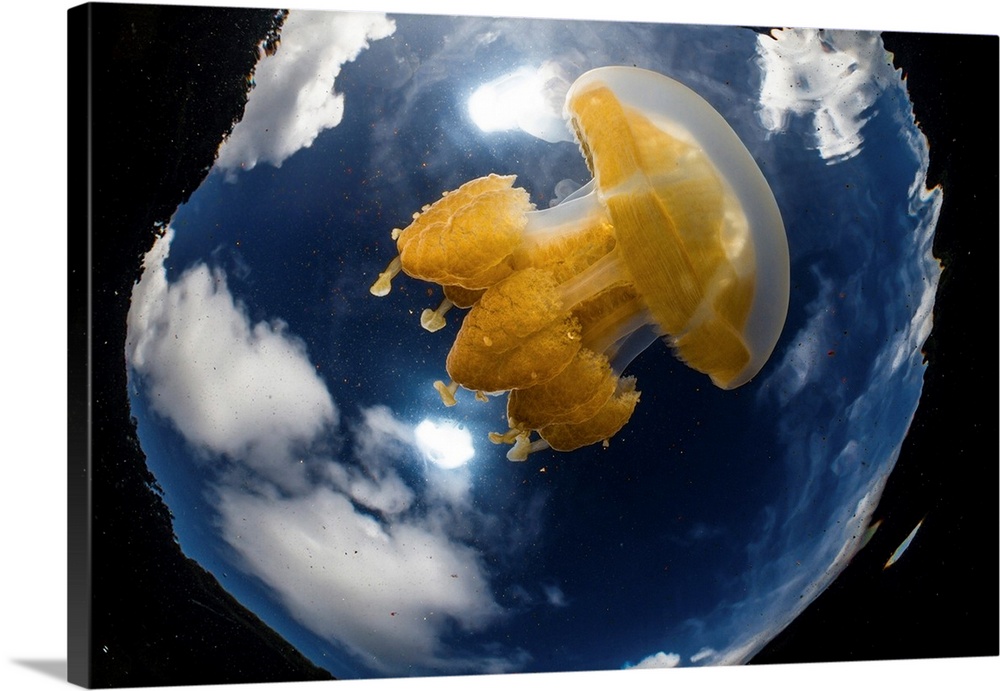 Golden jellyfish and clouds in Jellyfish Lake, Palau.