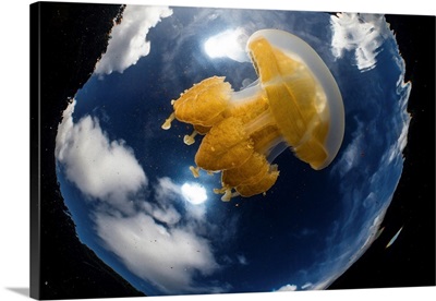 Golden Jellyfish And Clouds In Jellyfish Lake, Palau