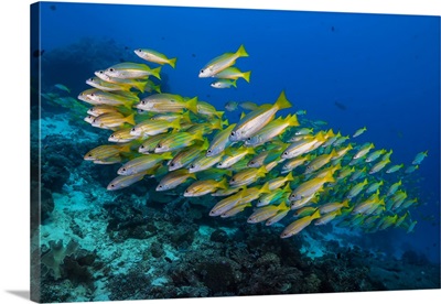 Golden-lined snapper in Raja Ampat, Indonesia
