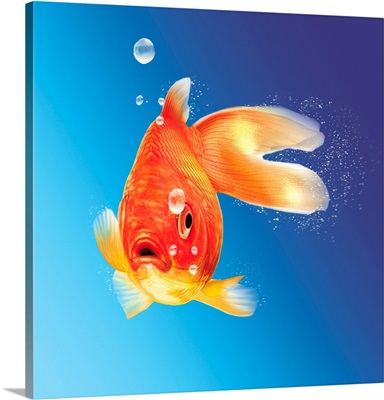 Goldfish with water bubbles
