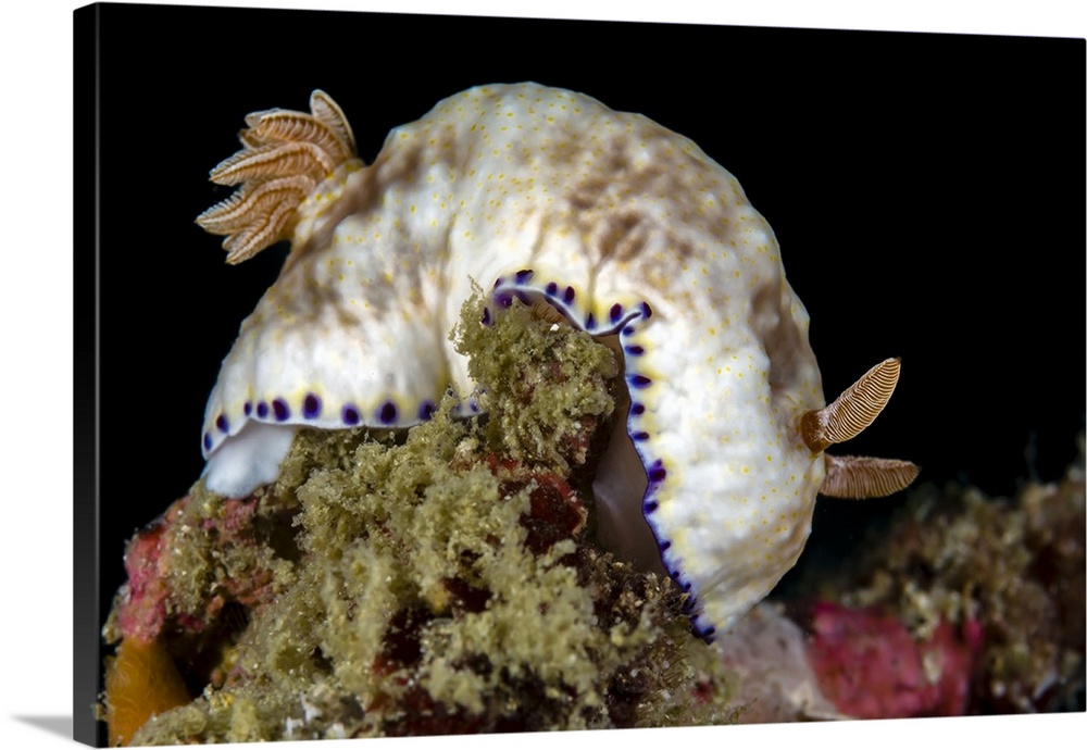 Goniobranchus rufomaculatus nudibranch, Milne Bay, Papua New Guinea.