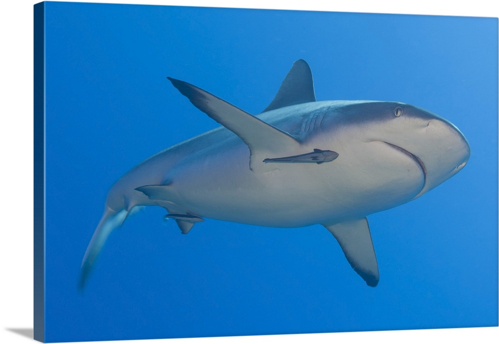 Gray reef shark with remora, Papua New Guinea.
